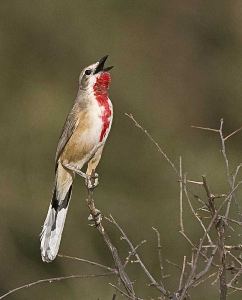 Kenya Singing rosy-patched bushshrike bird